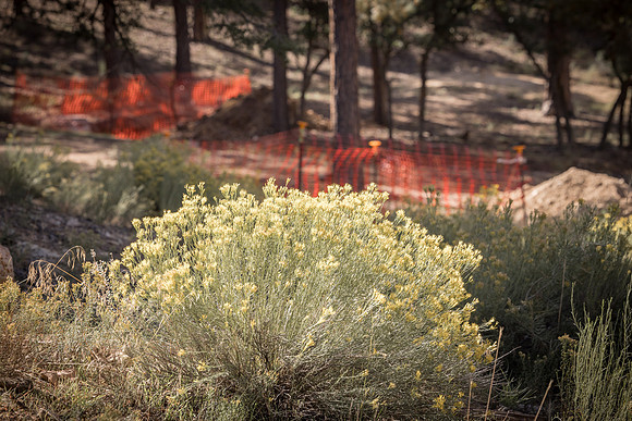 Insitufom_PrimusLine_GC_AZ_571