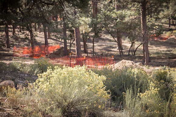 Insitufom_PrimusLine_GC_AZ_575