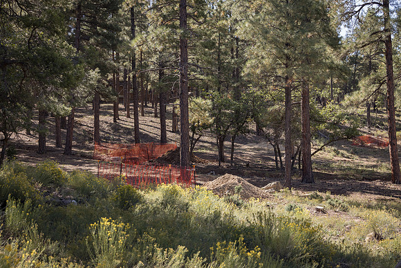 Insitufom_PrimusLine_GC_AZ_585