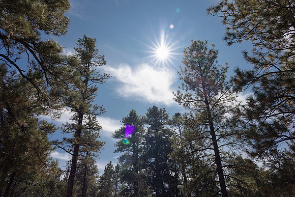Insitufom_PrimusLine_GC_AZ_1039