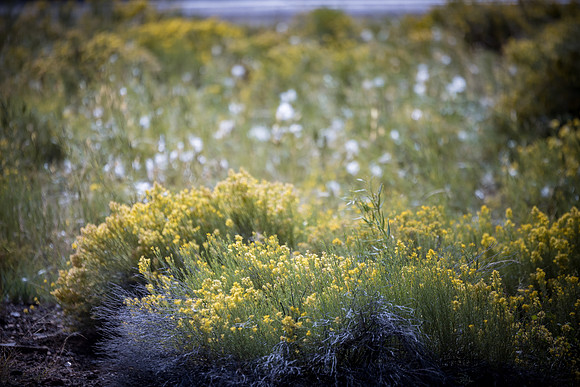 Insitufom_PrimusLine_GC_AZ_1162