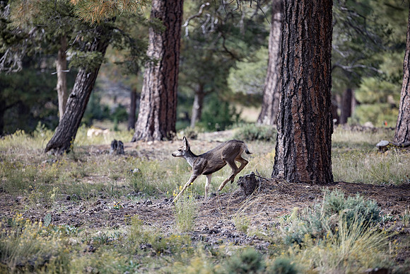 Insitufom_PrimusLine_GC_AZ_1311