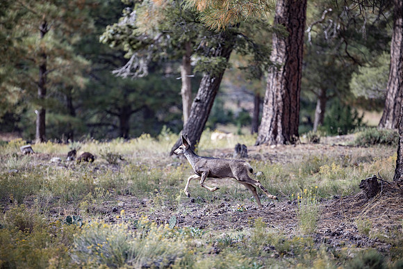 Insitufom_PrimusLine_GC_AZ_1312
