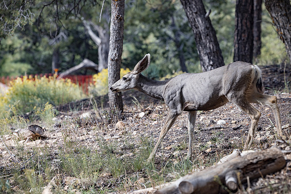 Insitufom_PrimusLine_GC_AZ_1355