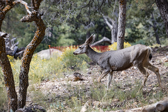 Insitufom_PrimusLine_GC_AZ_1359