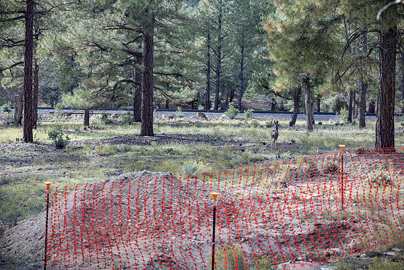 Insitufom_PrimusLine_GC_AZ_1367