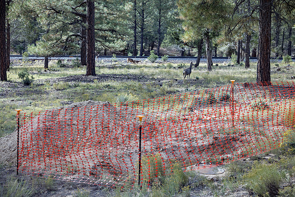 Insitufom_PrimusLine_GC_AZ_1372