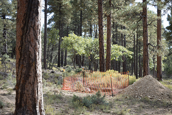Insitufom_PrimusLine_GC_AZ_1401