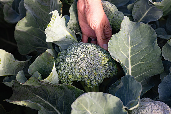 Eiffel_Brocolli_21