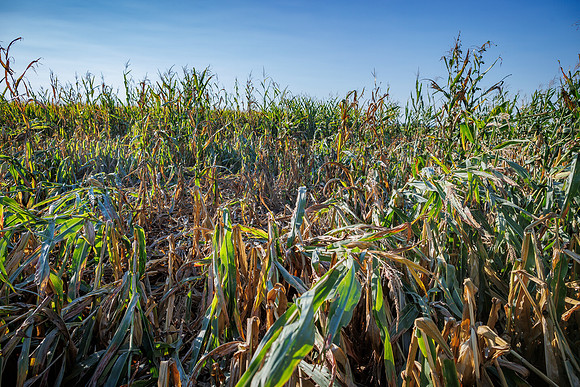 ShortCorn_LibertyIL_cdp_93