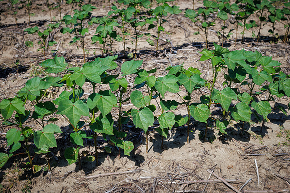 ThryvOn_2022_TurnageFarms_cdp_150