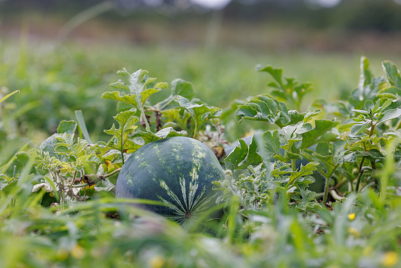 Seminis2024_FL_Felda_321