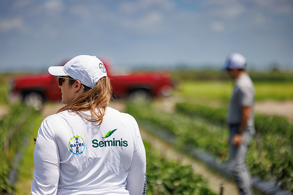 Seminis2024_FL_Felda_467