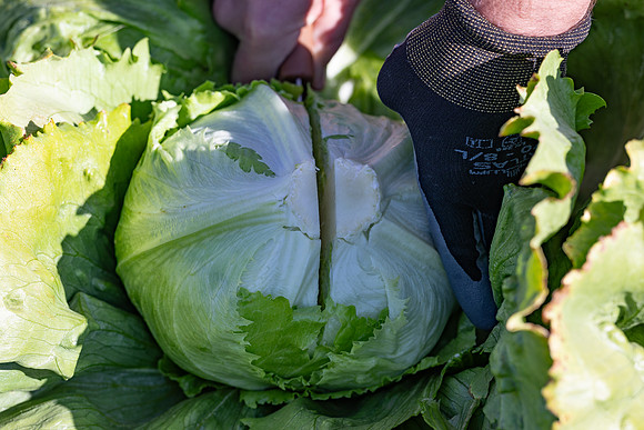 Moneyball_Lettuce_48