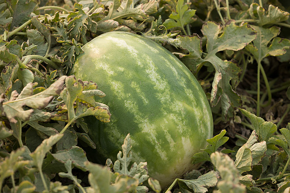 Watermelon_SVWA6179_CA_2