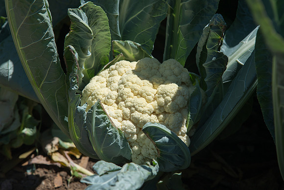 Cauliflower_Freedom_CA_0005