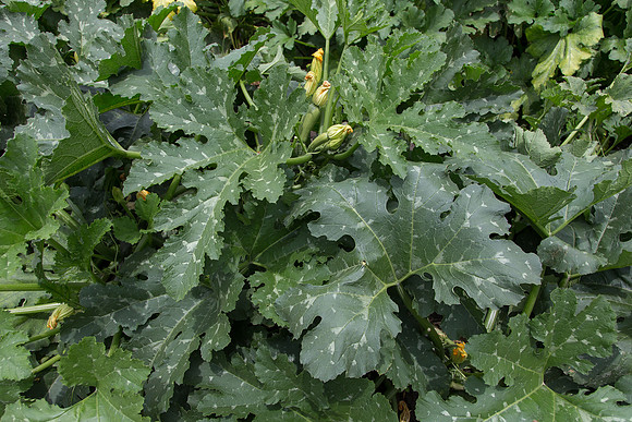 Squash_Adelita_MX_0008