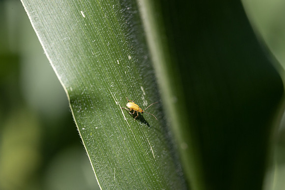CornRootworm_24
