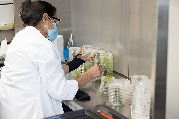 Seminis2021_Woodland_5991