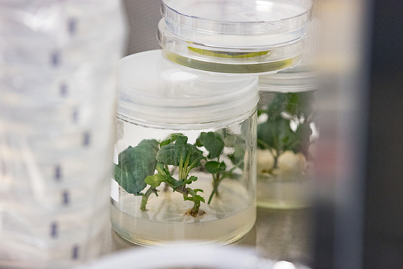 Seminis2021_Woodland_6045