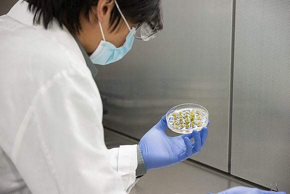 Seminis2021_Woodland_6220