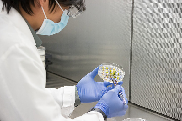 Seminis2021_Woodland_6229