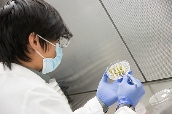 Seminis2021_Woodland_6236