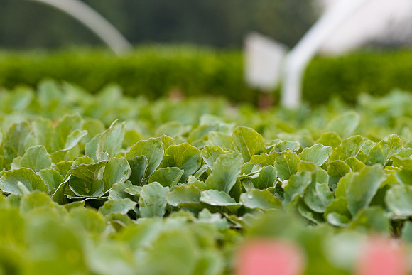 Seminis2021_Woodland_7645