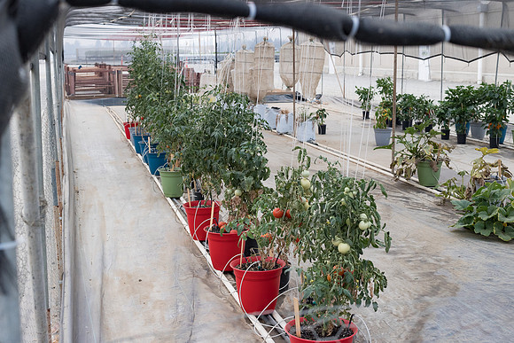 Seminis2021_Woodland_7663