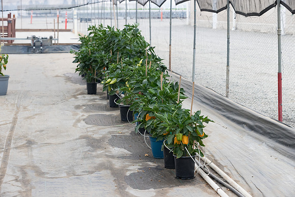 Seminis2021_Woodland_7665