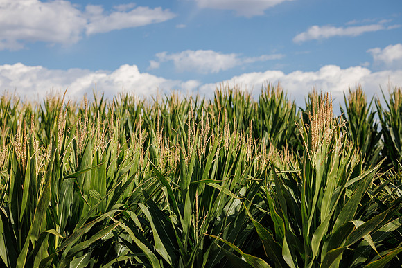 BayerShortCornTrial_Idaho2023_2