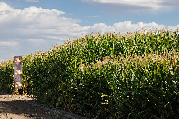 BayerShortCornTrial_Idaho2023_12