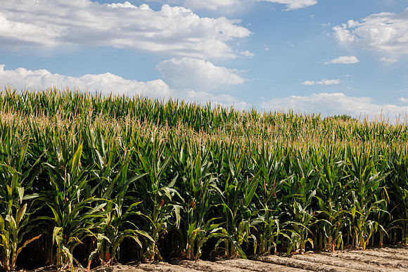 BayerShortCornTrial_Idaho2023_7