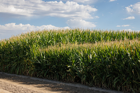 BayerShortCornTrial_Idaho2023_16
