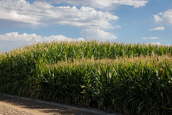 BayerShortCornTrial_Idaho2023_17