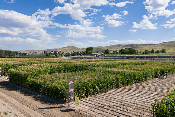 BayerShortCornTrial_Idaho2023_22