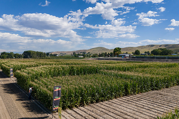 BayerShortCornTrial_Idaho2023_21