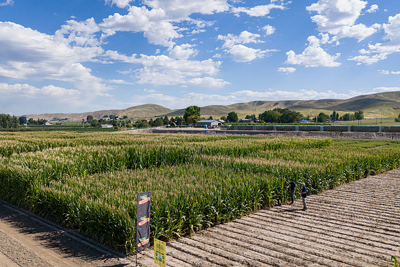 BayerShortCornTrial_Idaho2023_24