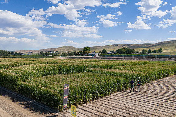 BayerShortCornTrial_Idaho2023_26