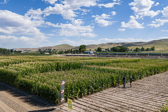 BayerShortCornTrial_Idaho2023_27