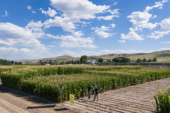 BayerShortCornTrial_Idaho2023_29