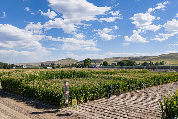 BayerShortCornTrial_Idaho2023_30
