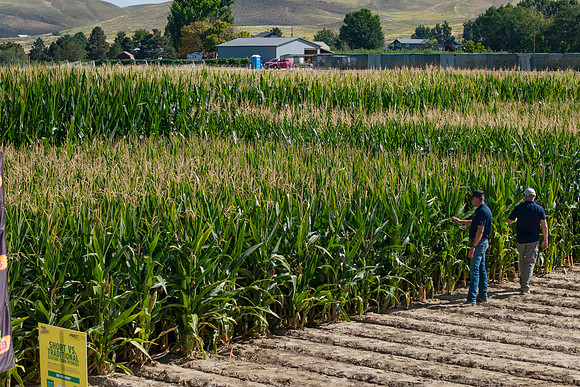 BayerShortCornTrial_Idaho2023_32