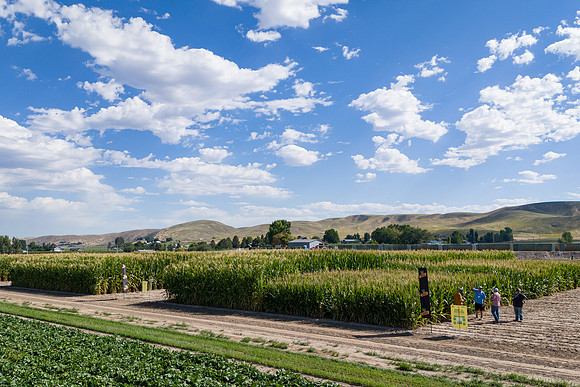 BayerShortCornTrial_Idaho2023_38