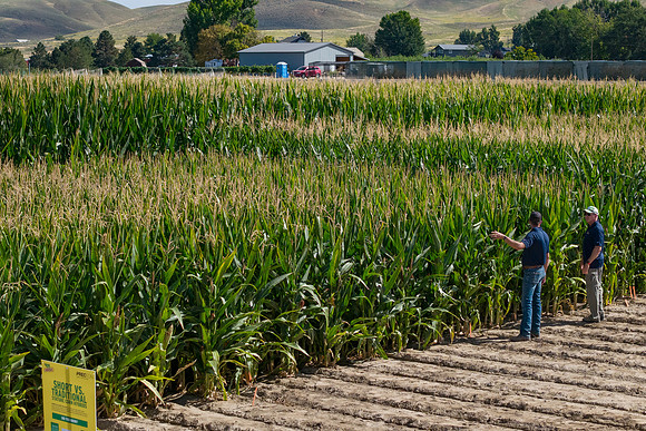 BayerShortCornTrial_Idaho2023_33