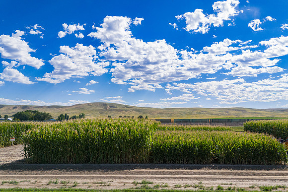 BayerShortCornTrial_Idaho2023_39