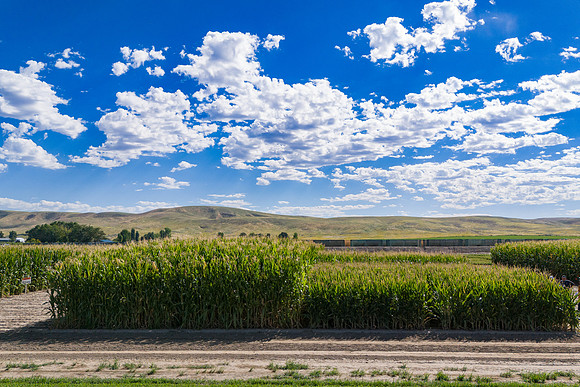 BayerShortCornTrial_Idaho2023_40