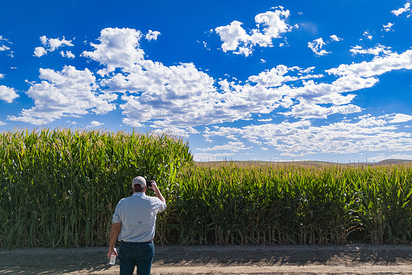 BayerShortCornTrial_Idaho2023_43