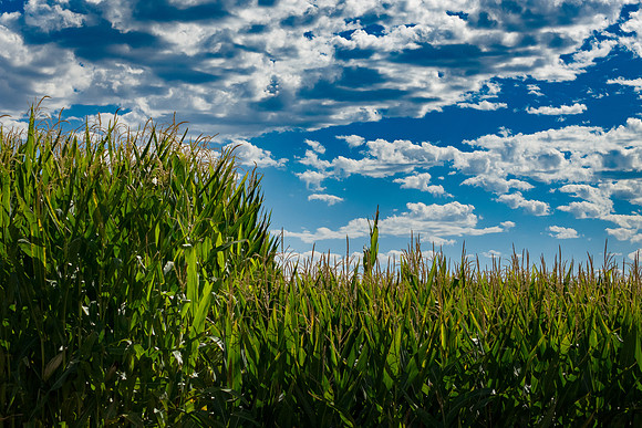 BayerShortCornTrial_Idaho2023_45