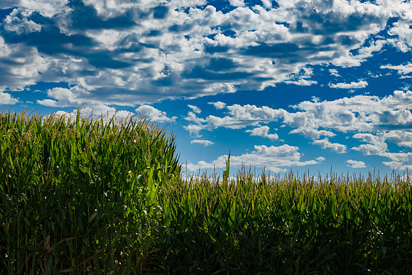 BayerShortCornTrial_Idaho2023_46